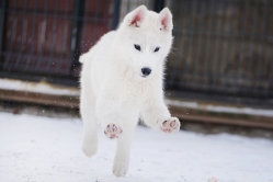 Hope - Wspolne zabawy szczeniat 11 tygodni